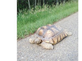 Tucker the Tortoise was captured after escaping from a Sherwood Park home.