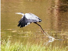 Wildlife at Big Island-Woodbend natural area.