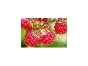 A bumper crop of raspberries hung unpicked in the summer of 1919 because of a sugar shortage that prevented canning.
