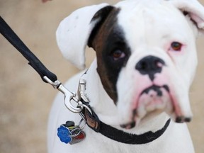 The City of Edmonton is cracking down on dog and cat licences. Bentley the Boxer shows good form with tags on his collar.
