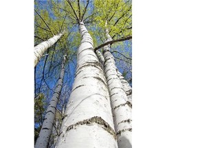 A combination of biological aids and chemical treatments can combine to keep birch trees beautiful, with fresh green leaves.