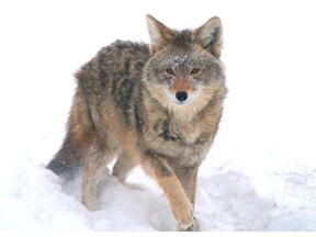 City has seen spike in coyote calls this year.