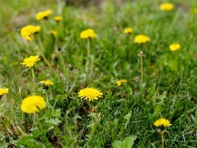 Dandelion is a common weed, although it is edible and can be a good source of vitamin A, iron and beta-carotene.
