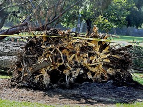 This fallen tree had root strangulation, was leaning, and may have absorbed a heavy load of water from a recent storm, according to an arborist's report.