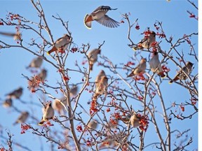 A flock of waxwings dine at a mountain ash tree. As trees age their trunks could crack, but a simply process can remedy the problem.