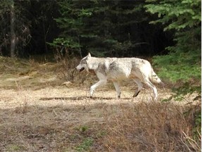 Grey wolves face lethal threats from every angle in Alberta, including aerial gunning from helicopters, choking neck snares and strychnine baits, write Sadie Parr and Chris Genovali.