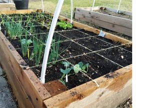 Use a grid to organize your square foot garden and plant a variety of vegetables.
