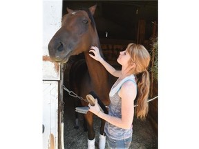 Groom Fay Grant works with Academic, one of the favourites in the 86th Canadian Derby at Northlands Park on Saturday.