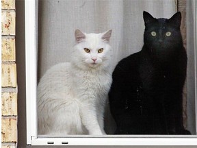 Who knew the glimpse of a cat in a window, even a fake cat, can trigger a warning to get a pet license?