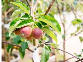 Knowing the best time to pick apples and how to store them can help you enjoy the best taste and increase your yield.