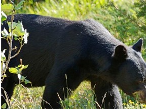Last week, a black bear broke into a North Vancouver couple’s backyard, took a dip in their swimming pool and tried out their hot tub.
