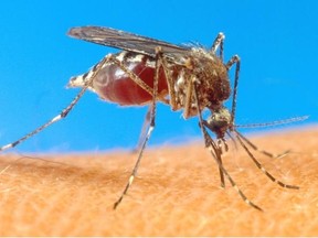 Here’s a number that doesn’t sting: the most recent data in Edmonton shows there are 98 per cent fewer mosquitoes than the five-year average for mid-July.