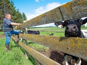 Orville Schmidt, a cattle farmer in Rolly View, southeast of Edmonton, says he can only recall a few years in his 60 years of farming when things have been this hot and dry. Cattle farmers in Western Canada are particularly hard hit by the drought due to particularly low hay yields.