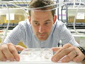 Patrick Hanington, assistant professor at the University of Alberta’s School of Public Health, examines snails collected from Alberta lakes. Thirty of Alberta’s lakes have been associated with cases of swimmer’s itch since May, an allergic reaction to a parasite. He and his associates collect snails from lakes, isolate the DNA of the parasite in the lab, and try to determine which species cause swimmer’s itch.