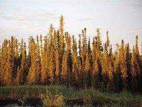 The sun rises above trees near an oilsands facility south of Fort McMurray.