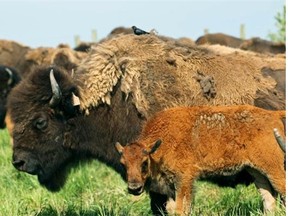 Some of the Beaver Creek Wood Bison Ranch’s herd of 300 buffalo and 100 new buffalo calves. The ranch was built on land reclaimed from Syncrude’s past mining operations north of Fort McMurray.