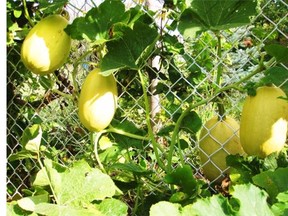 Squash can grow in a variety of colours, but don’t assume cross-pollination is at work when different hues appear in the same garden.