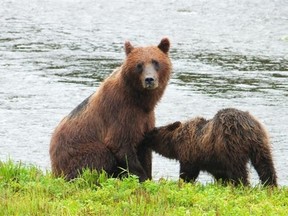In this July 2013, photo, a mother brown bear nurses her yearling cub near Windfall Harbor, Alaska. Last week, a man donned a furry bear costume ­— head and all — and proceeded to harass a real bear and two cubs trying to feed on salmon in an Alaska river.