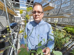 University of Alberta professor Stephen Strelkov does research on clubroot disease, which attacks canola plants, in his lab in the forestry building. He is pictured in Edmonton on Thursday July 30, 2015.