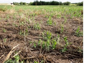 Hot, dry weather continues to take a toll on crops in Alberta.