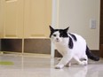 Pauly, the six-legged cat, awaits surgery to have the two addional limbs removed.
