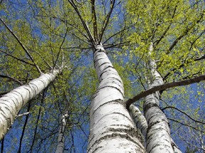 Avoiding the birch leafminer helps birch trees stay beautiful with fresh green leaves.