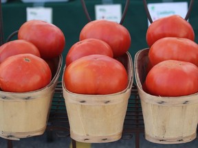 Taking simple precautions can help growers avoid having tomatoes fall victim to maladies like blossom-end rot, catfacing and growth cracks.