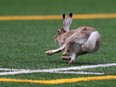 This bunny wasn't too happy about the thousands of people who invaded his home. He ran across the field and into the end zone as the crowd cheered him on at the start of the Labour Day Classic on September 7, 2015 at McMahon Stadium.
