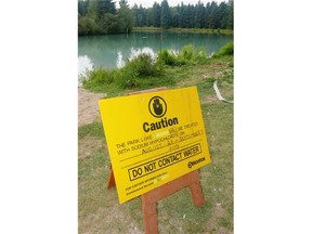 City officials have started pumping sodium hypochlorite into the pond at Hawrelak Park to kill the blue-green algae growth before the ITU World Triathlon races in Edmonton on Sept. 5-6, 2015.