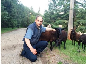 David Koch poses with his sheep on Aug. 5, 2015.