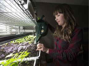 Cathryn Sprague in her home, tending her plants, as part of her agriculture company Reclaim Urban Farm on April 1, 2015 in Edmonton.