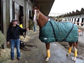 Groom Taylor Chapman with For Cash at Northlands Park in Edmonton on Wednesday Sept. 16, 2015.