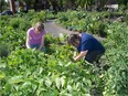 Urban agriculture is one of the issues tackles by the Edmonton Food Council.