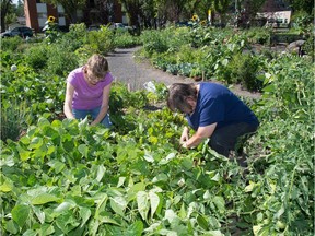 Linda Bumstead and Faith Fernalld (pink top) tend their plants in the Peace Garden in Edmonton. July 30, 2015.