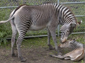 Edmonton Valley Zoo's newest addition is a female baby zebra born to mother Zari (pictured) and father Shaka.