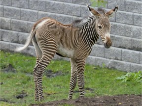 Edmonton Valley Zoo has welcomed a female baby zebra as its newest addition. The unnamed zebra was born Sept. 8, 2015, to parents Zari and Shaka.