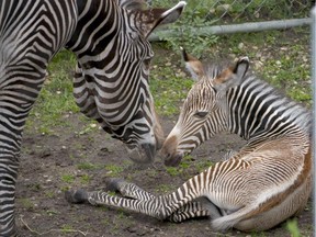 A female baby zebra is pictured with her mother Zari at the Edmonton Valley Zoo on Sept. 9, 2015.