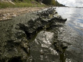 Large piles of algae wash up on shore at Pigeon Lake near Mulhurst Bay on September 13, 2015 .