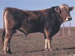 Swiss bull semen shipped to Brazil by the deputy minister of agriculture led to his firing in 1975 for misconduct.