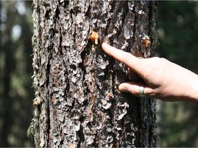 Sap oozing out of trees can be a normal condition, but excessive amounts of dark sap could be a sign of bacterial wetwood or 'slime flux.'