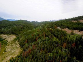 Pine beetles are beginning to take their toll on trees along the corridor between Jasper and Mt. Robson