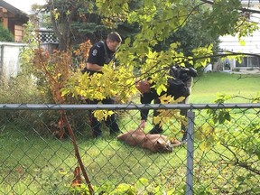 Animal control officers look over a cougar that was shot and killed in Edmonton on Sept. 18, 2015.