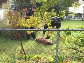 Animal control officers look over a cougar that was shot and killed in Edmonton on Sept. 18, 2015.