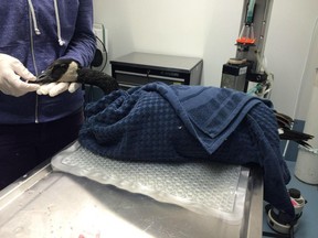A Canada goose is recovering after living with an arrow stuck through its torso for two weeks. The bird is getting treatment at the Wildlife Rehabilitation Society of Edmonton.