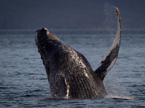 A humpback whale breaks through the water outside of Hartley Bay along the Great Bear Rainforest, B.C., Tuesday, Sept, 17, 2013. Environmental groups say the Northern Gateway pipeline project would pose a serious threat to humpback whales and, if allowed, would set an important precedent for future projects.