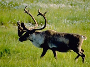 A woodland caribou bull is seen in this undated handout photo. Canada's vast Mackenzie River basin is a vital global resource that is under threat from development, climate change, inadequate science and piecemeal management, concludes a report from a U.S.-based environmental think-tank.
