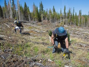 Workers plant white spruce seedlings in a forestry area about 65 km north of Wandering River in this May 12, 2015 file photo.