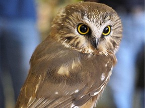 A Northern Saw-whet owl at Wild Birds Unlimited in Edmonton on Saturday October 10, 2015, where biologist Dr. Gordon Court was educating people about owls in the Edmonton area.