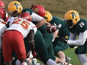 University of Alberta Golden Bears QB Brad Baker (11) fumbles the ball against the University of Calgary Dinos, who recovered the ball as they battle at Foote Field in Edmonton, Oct. 31, 2015.