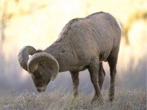 Five Alberta men have been convicted of illegally hunting bighorn rams near Hinton, Alta., resulting in fines of $24,500.